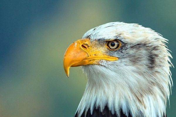 PETA îndeamnă clubul Crystal Palace să renunţe la mascota sa